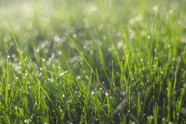 Çimlerin üzerindeki çiy tanesi