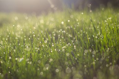 Yeşil çimlerin üzerindeki çiy tanesi