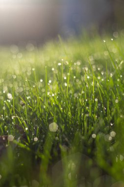 Bahçedeki yeşil çimenler