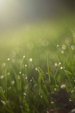 Sabah yeşil çimenler