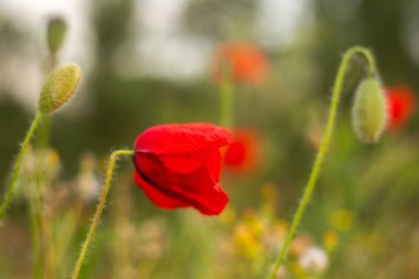 tarlada kırmızı gelincik çiçeği.