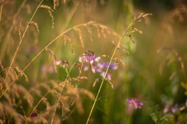 Kapat - çiçek açan görünüm