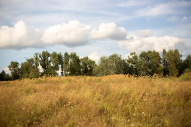Sonbaharda mavi gökyüzü ile tarla