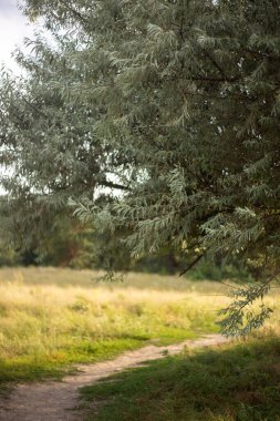 Gün ışığında ağaçlarla çevrili parktaki patikanın dikey görüntüsü.