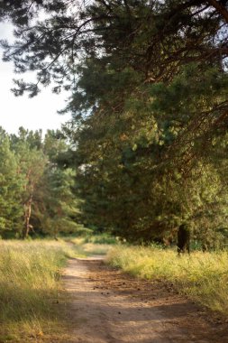 Orman akşam güneşinde