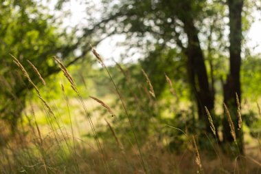 yeşil çim ile yaz çayır