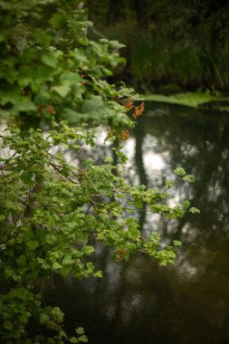 Yeşil orman nehri, yaz manzarası