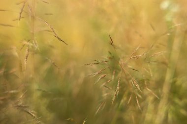 Güzel yabani çiçeklerin yakın görüntüsü