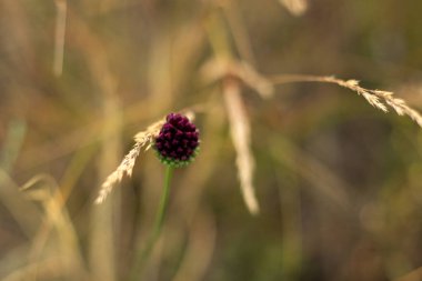 Bahçedeki güzel bir çiçek resmi.