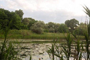 Arka planda yeşil çimenler ve ağaçlar olan yaz manzarası