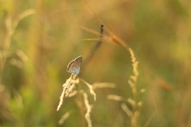 Çiçekteki güzel kelebek