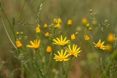 bir çayırda sarı papatyalar