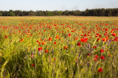Tarlada güzel kırmızı gelincik çiçekleri