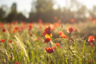 gün batımında Poppies alan.