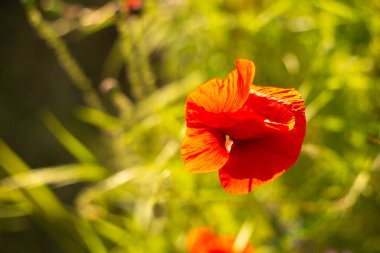 Tarlada haşhaş çiçekleri