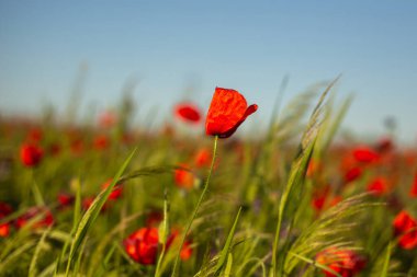 Tarlada kırmızı gelincik çiçekleri