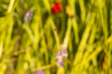 Yeşil yaprağın üzerindeki örümcek ağı