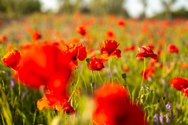alan üzerinde haşhaş kırmızı çiçekler