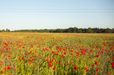 Kırsalda sabah tarlada güzel kırmızı gelincik çiçekleri