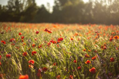 tarlada açan kırmızı çiçekler