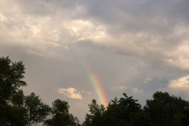 Bulanık arkaplanı olan yabani çiçek tarlası.
