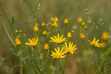 Uzun çimenli bir tarla ve arkasında ağaçlar olan bir gökyüzü.