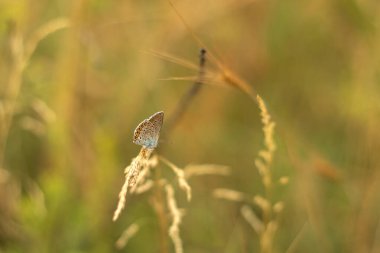 Uzun çimenli bir tarla ve arkasında ağaçlar olan bir gökyüzü.