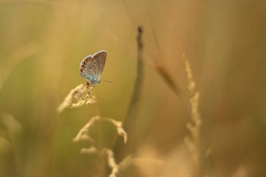 Uzun çimenli bir tarla ve arkasında ağaçlar olan bir gökyüzü.