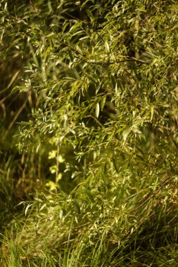 Sakin sularla dolu sakin bir göl manzarası ve canlı bitki örtüsüyle dolu doğal yeşil bir kıyı şeridi.