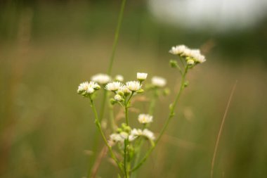 Uzun çimenli bir tarla ve arkasında ağaçlar olan bir gökyüzü.