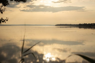Ağaç bir gölün kıyısında.