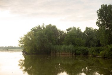 Ağaç bir gölün kıyısında.