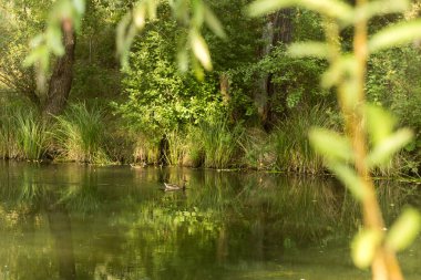 Sakin sularla dolu sakin bir göl manzarası ve canlı bitki örtüsüyle dolu doğal yeşil bir kıyı şeridi.