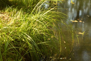 Sakin sularla dolu sakin bir göl manzarası ve canlı bitki örtüsüyle dolu doğal yeşil bir kıyı şeridi.