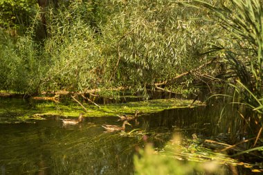 Sakin sularla dolu sakin bir göl manzarası ve canlı bitki örtüsüyle dolu doğal yeşil bir kıyı şeridi.