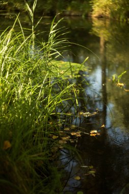 Sakin sularla dolu sakin bir göl manzarası ve canlı bitki örtüsüyle dolu doğal yeşil bir kıyı şeridi.