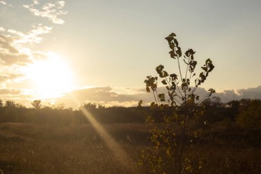 Ormanda sonbahar günbatımı