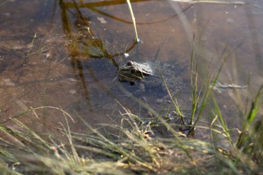 Bataklıktaki kurbağa.