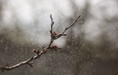 Bahçedeki kiraz ağacı. İlkbaharda kiraz çiçekleri.