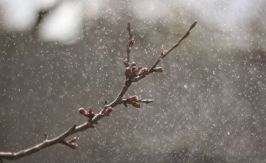 Ağaçtaki bahar çiçekleri
