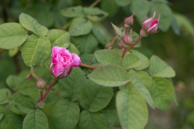 Bahçedeki güzel çiçekler