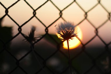 Bir çit ve güneş silueti.