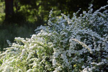 Bahçedeki güzel beyaz çiçekler