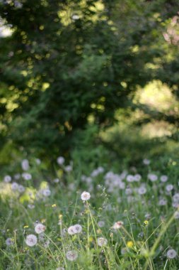 bir çayırda beyaz çiçekler