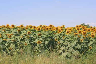 Arka planda ayçiçeği tarlası, güzel gökyüzü