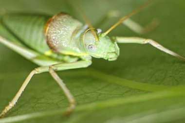 Çekirgeye yakın, seçici odaklanma