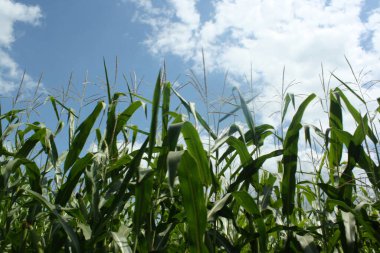 mısır tarlası, tarım tarımı