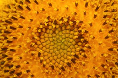 Güzel parlak sarı gerbera çiçeği