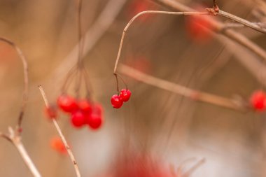 Sonbaharda bir çalılığın dalında kırmızı meyveler