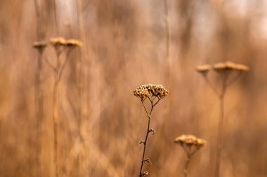 tarladaki kuru otlar
